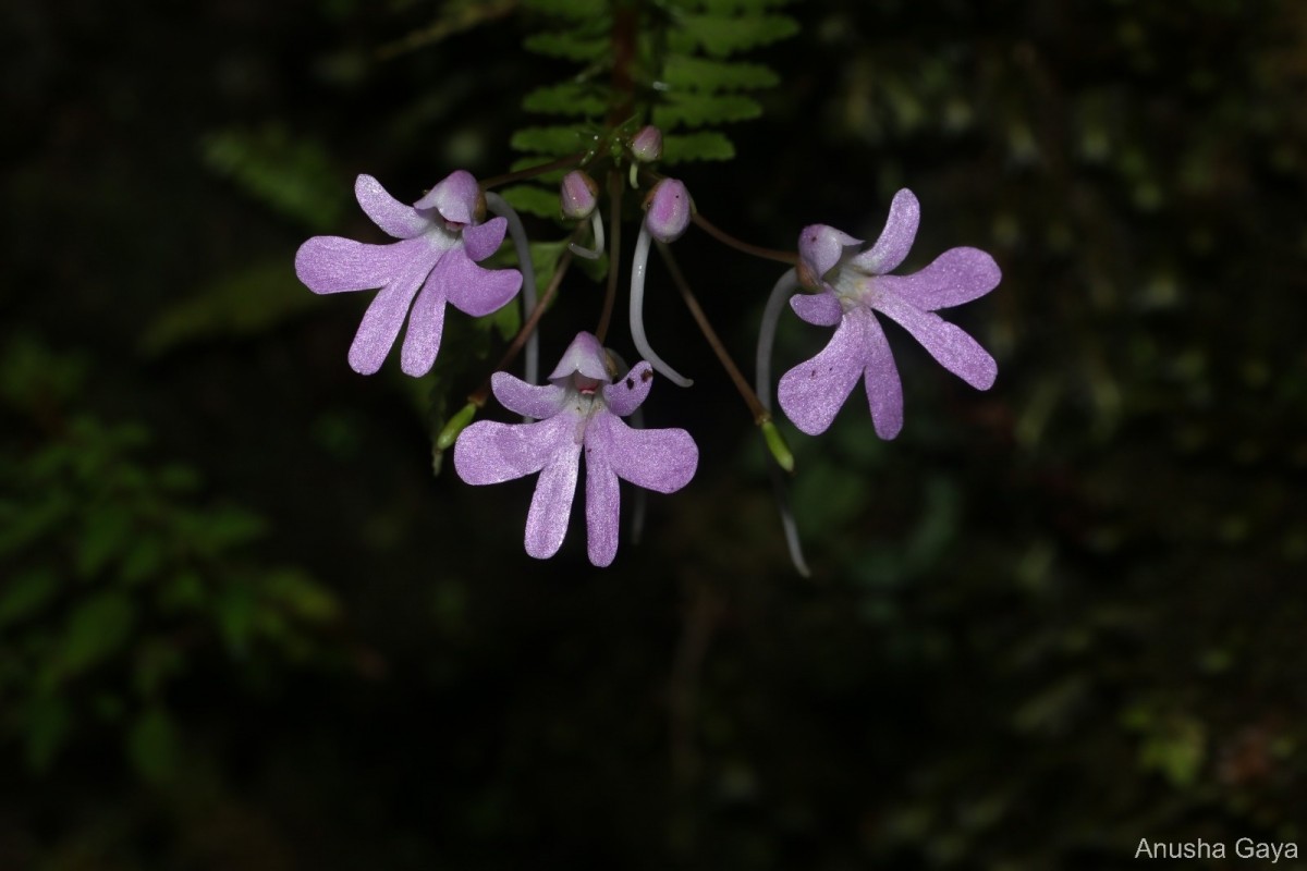 Impatiens lancifolia C.Bandara, Atthanagoda & Kariyawasam